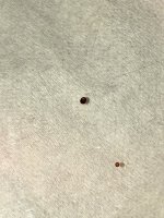 mite 3.jpg mite 3.jpg