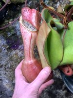 IMG_9545.jpeg