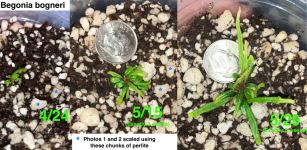 Begonia bogneri backup growth 4:24 to 5:29, labeled.png Begonia bogneri backup growth 4:24 to 5:29, labeled.png