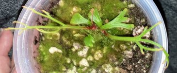 Begonia pteridoides from tuber 6:1:23.jpg Begonia pteridoides from tuber 6:1:23.jpg