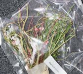 Begonia pteridoides received 6:1:23.jpg Begonia pteridoides received 6:1:23.jpg