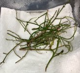 Raw Begonia pteridoides cuttings 6:1:23.jpg Raw Begonia pteridoides cuttings 6:1:23.jpg