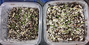 Begonia pteridoides cuttings 6:1:23.jpg Begonia pteridoides cuttings 6:1:23.jpg
