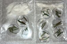 Begonia pteridoides coin capsule 6:1:23.jpg Begonia pteridoides coin capsule 6:1:23.jpg