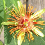 Passiflora Sunburst big .png