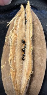 Chiranthodendron seeds 1 6:8.jpg