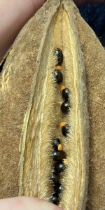 Chiranthodendron seeds 2 6:8.jpg