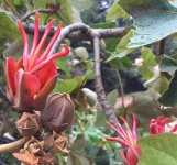 Chiranthodendron .jpg