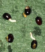 Chiranthodendron seeds, dug up.  6:15.jpg