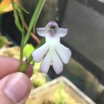 Cynorkis fastigiata flower.jpg Cynorkis fastigiata flower.jpg