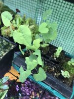 IMG_7479.jpeg IMG_7479.jpeg