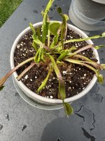IMG_0233.jpeg