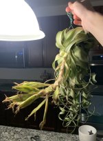 IMG_0076.jpeg