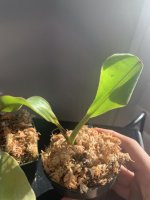 IMG_0132.jpeg