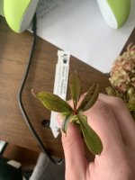 IMG_0270.jpeg