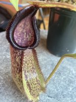 IMG_5932.jpeg