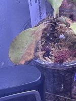 IMG_3974.jpeg