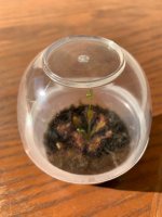 tiny D.anglica 12.10.23a.jpg