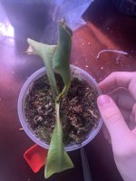 IMG_0815.jpeg