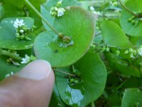 Miner's Lettuce 3.20.22a.JPG Miner's Lettuce 3.20.22a.JPG