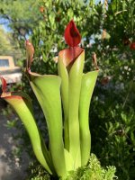 IMG_1427.jpeg