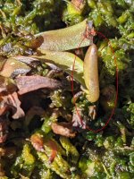 flytrap 5-1-2024.jpg