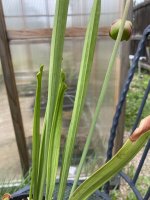 IMG_6080.jpeg