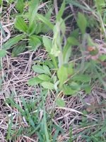 IMG_20240505_203036587.jpg