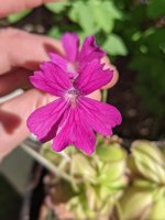laueanaxemarginata_20210417-3.jpg