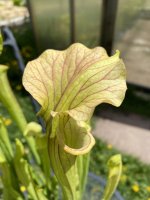 IMG_6116.jpeg