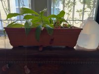 Neps Pot.jpg Neps Pot.jpg