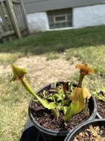IMG_0681.jpeg