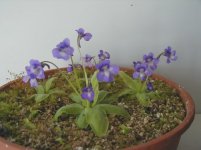 causensis.JPG causensis.JPG