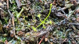 drosera no ID.jpg