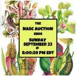 eNDS sUNDAY.png