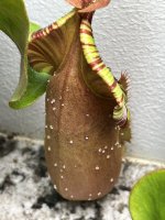 IMG_0096.jpeg