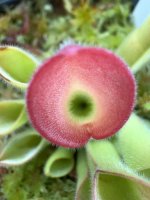 IMG_1265.jpeg