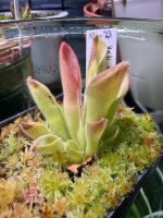 IMG_1157.jpeg