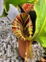 IMG_0312.jpeg