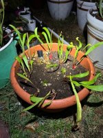 IMG_2381.jpeg
