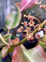 Raj(veitxlow)flower.JPG