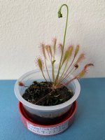 D.anglica CA X HI 3.1.25.jpg