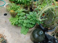 DSCN0932.JPG