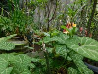 DSCN0936.JPG