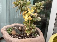 IMG_0401.jpeg