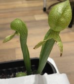 image0 (7).jpeg