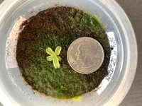 P.pumila 1.13.26.jpg