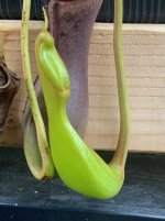 IMG_4019.jpeg