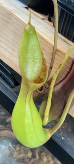 IMG_4045.jpeg
