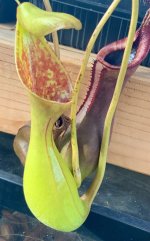 IMG_4065.jpeg